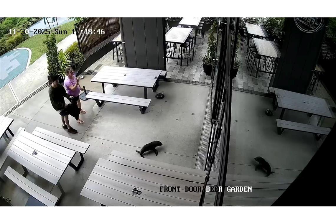 Das niedliche Robbenbaby watschelte plötzlich durch die Vordertür ins Pub.