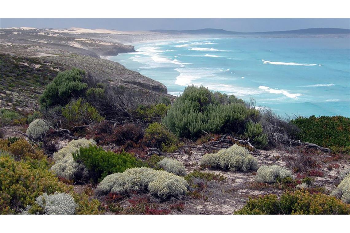 Surfer nach Haiangriff in Australien vermisst Das Opfer stammt aus dem wenige Hundert Kilometer entfernten Port Lincoln. (Archivbild)