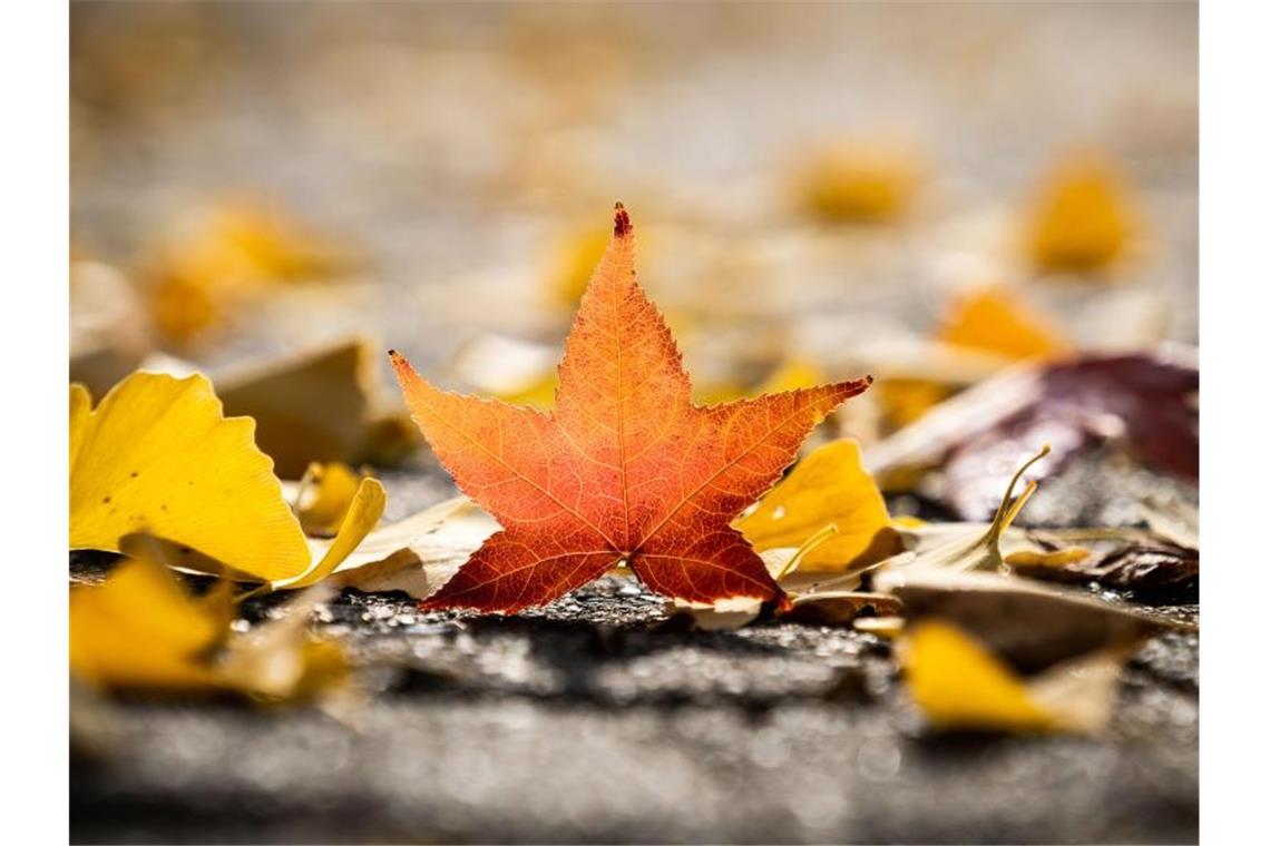 Herbstwetter im Südwesten Das orange gefärbte Blatt eines Amber-Baums liegt auf einem Gehweg. Foto: Frank Rumpenhorst/Archivbild