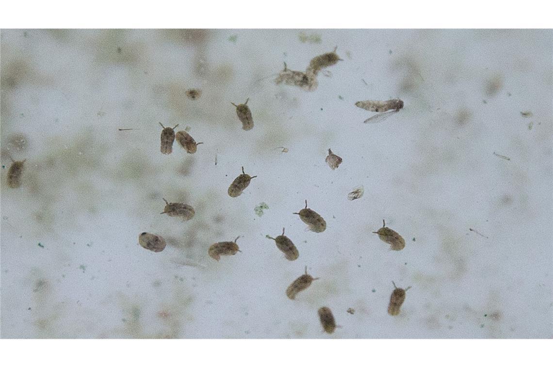Oropouche-Virus weiter verbreitet als gedacht Das Oropouche-Virus wird durch verschiedene Mücken übertragen.