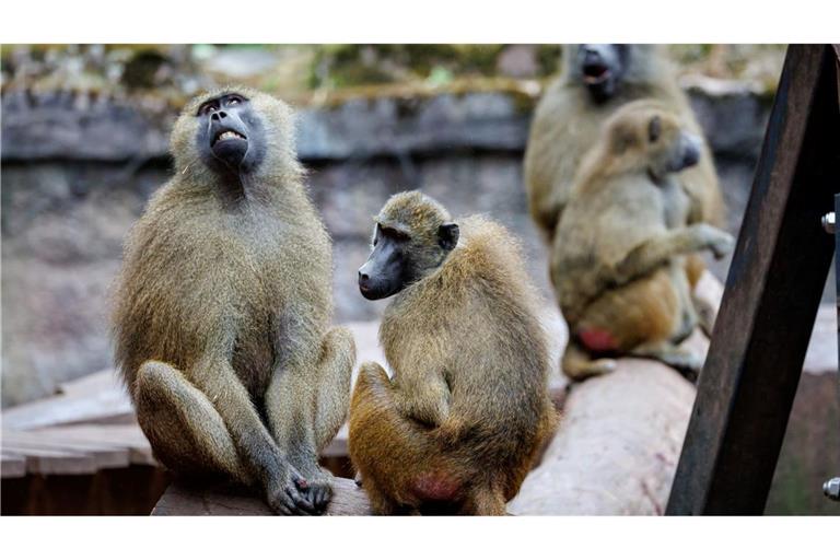 Das Pavian-Gehege ist überbelegt. Der Zoo will deshalb einige Tiere töten.