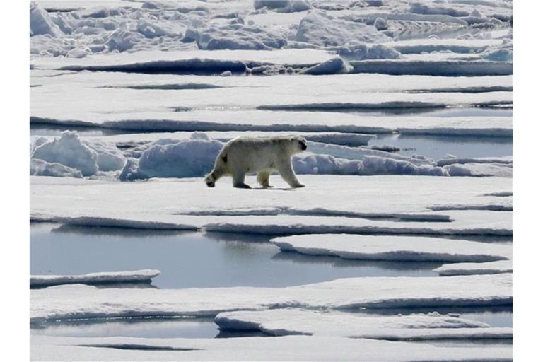Das Polareis schmilzt, die Eisbären müssen bei der Nahrungssuche notgedrungen immer näher an menschliche Siedlungen heranrücken. Foto: David Goldman/AP/dpa