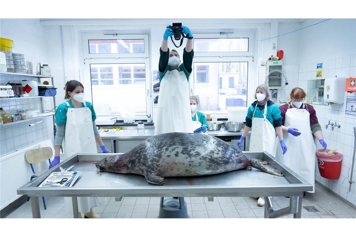 Das Robbensterben im vergangenen Herbst gibt weiter Rätsel auf. (Archivbild)