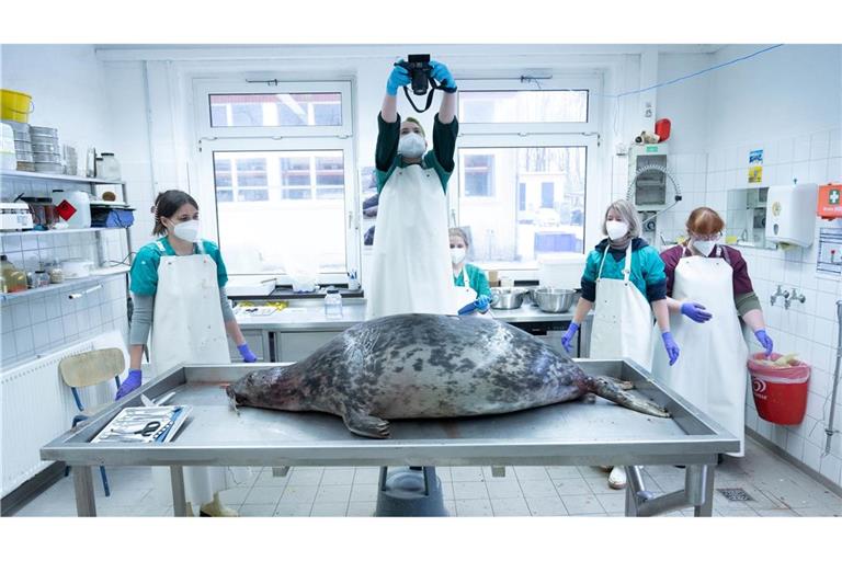 Das Robbensterben im vergangenen Herbst gibt weiter Rätsel auf. (Archivbild)