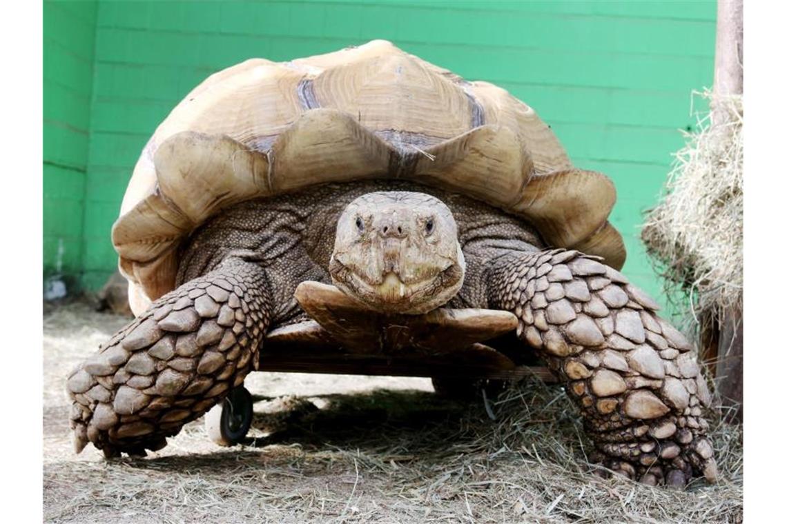 Das rund 100 Kilogramm schwere Schildkrötenmännchen Helmuth bewegt sich auf seinem Rollbrett durch das Gehege. Foto: Roland Weihrauch/dpa