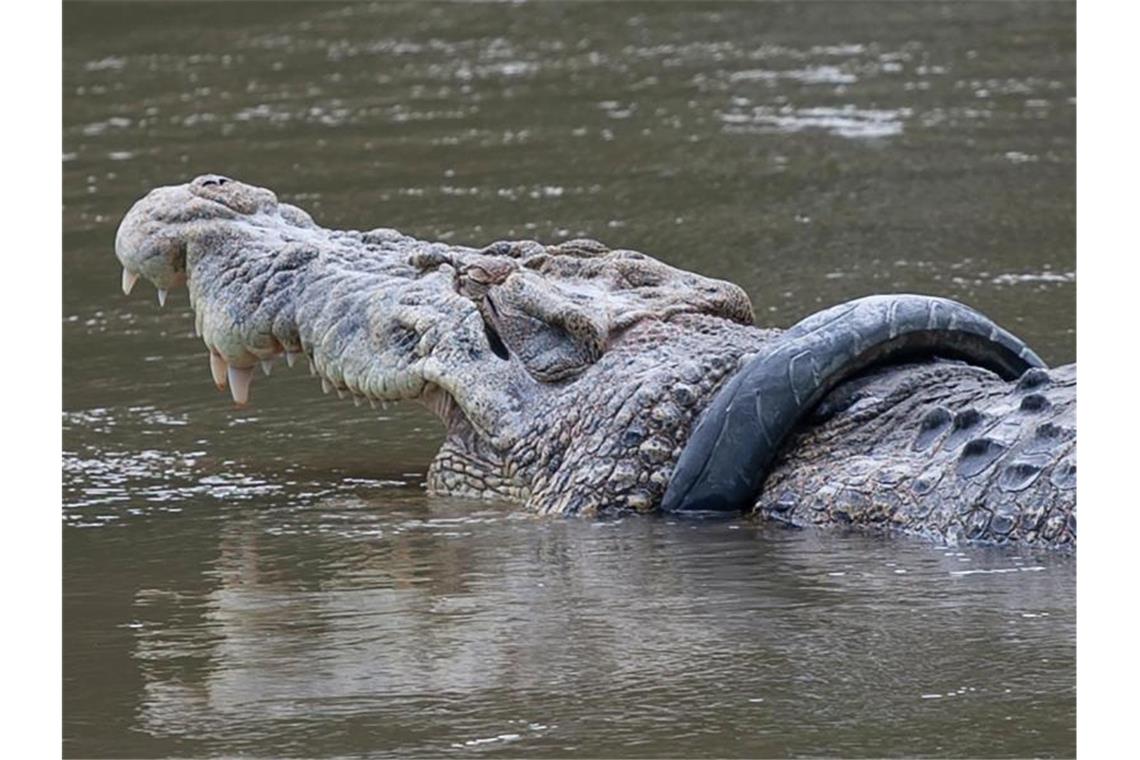 Krokodil in Indonesien nach sechs Jahren von Reifen befreit Das Salzwasserkrokodil mit dem Reifen im Fluss Palu auf der Insel Sulawesi. Nach sechs Jahren wurde das Tier nun von dem Anhängsel befreit. Foto: Opan/XinHua/dpa