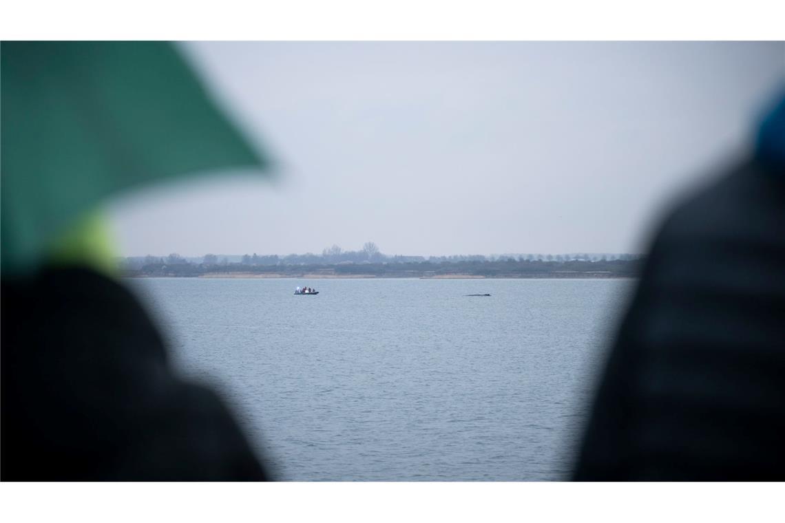 Greenpeace: Buckelwal hat kaum auf das Boot reagiert