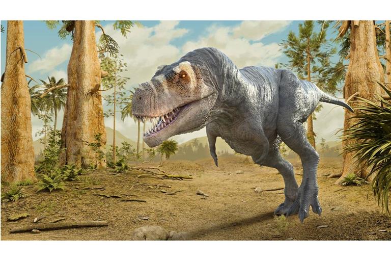 Das Schienenbein des Dinosuariers stammt aus der Kreidezeit vor etwa 74 Millionen Jahren und könnte zu einem frühen Vorfahrren des T. rex (Symbolbild) gehört haben.