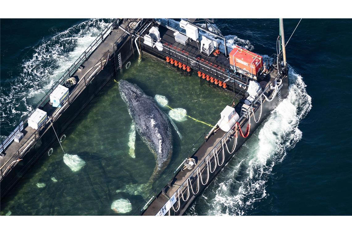 Das Schiff mit dem vor Mecklenburg-Vorpommern geborgenen Meeressäuger ist noch in der Ostsee (Archivfoto).