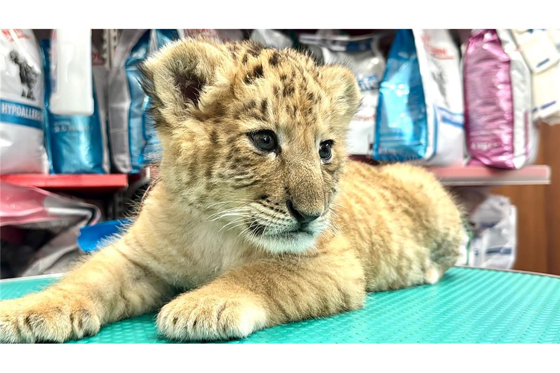 Hybrid aus Löwe und Tiger: Liger in rumänischem Zoo geboren Das seltene Hybrid Liger - eine Kreuzung aus Löwe und Tiger - wurde Mitte Mai 2025 im Zoo von Zaharesti, nahe der Stadt Suceava, im Nordosten Rumäniens geboren.