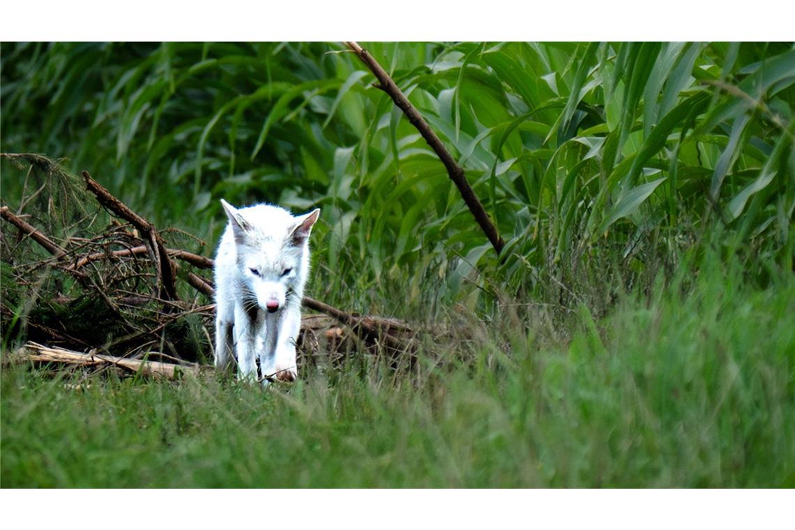 Fotograf entdeckt seltenen weißen Fuchs Das seltene Tier wurde von Fotograf Dominik Reigl gefunden.