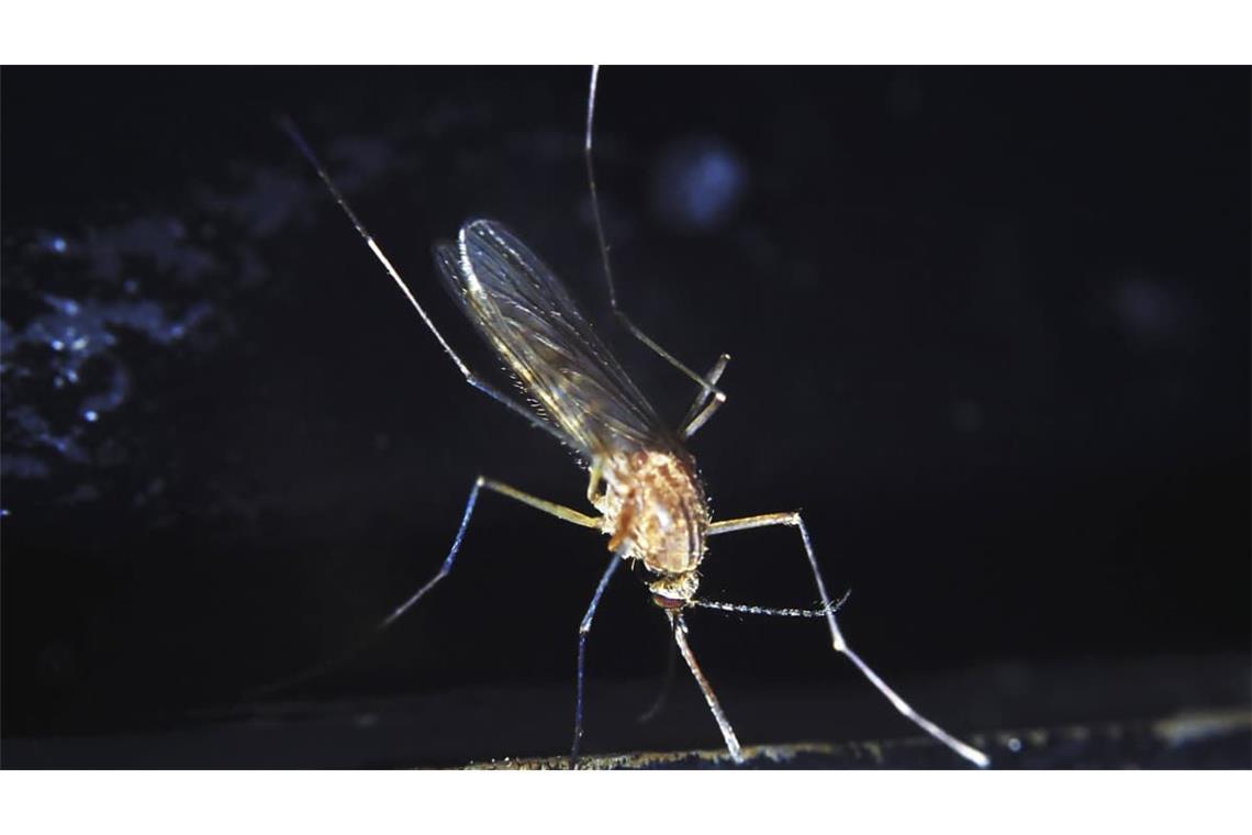Das Sindbis-Virus wurde 1952 entdeckt, nachdem man mehrere Stechmückenarten (Culex pipiens und C. univittatus) aus einem Teich in der Nähe des Dorfes Sindbis, etwa 30 km nördlich von Kairo in Ägypten auf mögliche Erreger einer ausgebrochenen fiebrigen Erkrankung untersuchte.