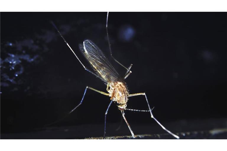 Das Sindbis-Virus wurde 1952 entdeckt, nachdem man mehrere Stechmückenarten (Culex pipiens und C. univittatus) aus einem Teich in der Nähe des Dorfes Sindbis, etwa 30 km nördlich von Kairo in Ägypten auf mögliche Erreger einer ausgebrochenen fiebrigen Erkrankung untersuchte.