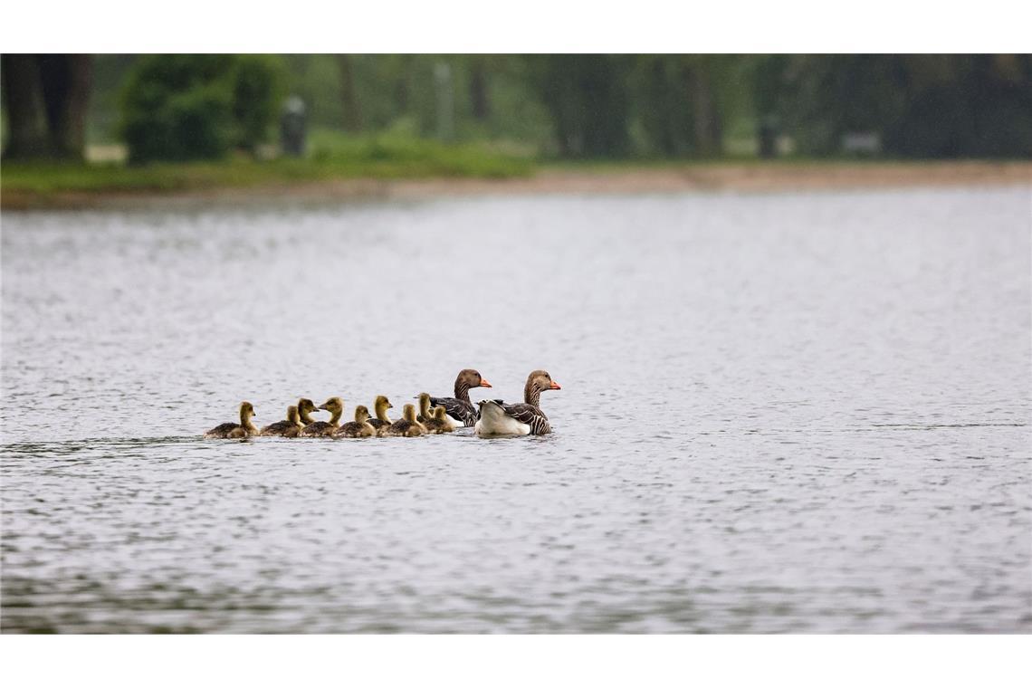 Das sonnige Wetter macht eine Pause: Bei starkem Regen schwimmt eine Gänsefamilie im Einfleder See in Neumünster.