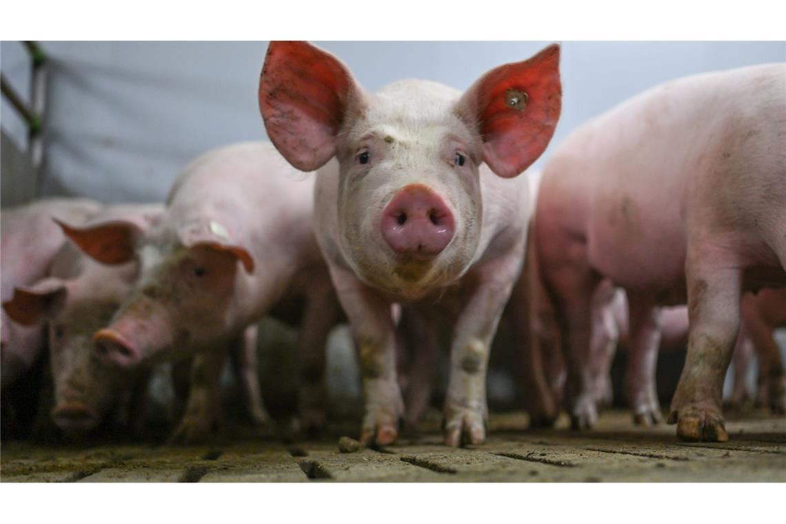 Warteschleife für das staatliche Tierhaltungslogo Das staatliche Logo soll Haltungsbedingungen von Schweinen anzeigen. (Archivbild)