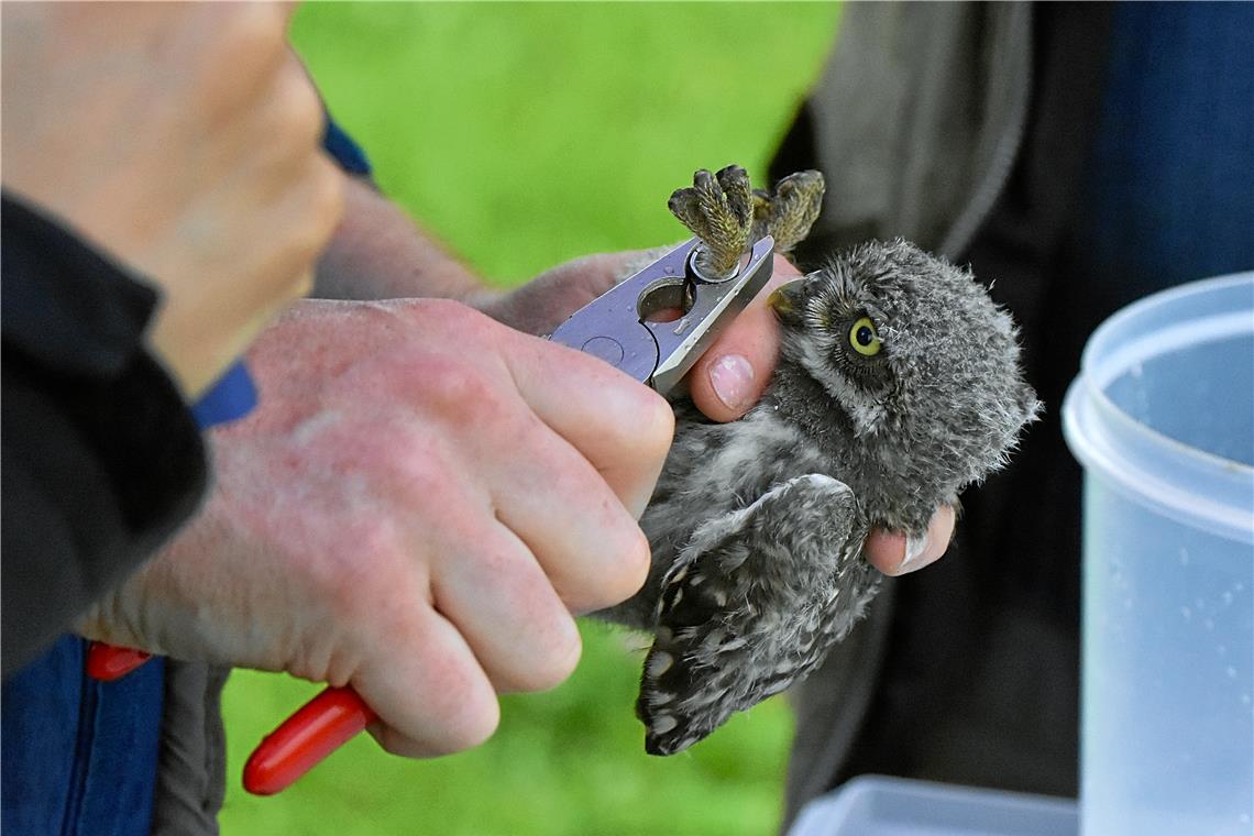 Jeder kann sich für den Naturschutz einbringen Das Steinkauzprojekt im nördlichen Rems-Murr-Kreis erfordert viel Einsatz – etwa beim Beringen der Jungvögel. Archivfoto: Alexander Becher