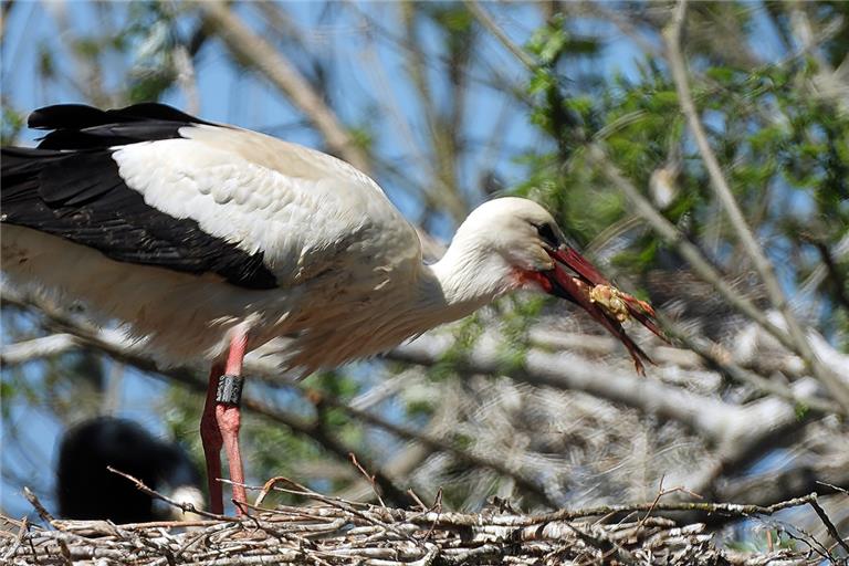 Das Storchenweibchen hat für den Nachwuchs ein Eintagsküken dabei. Fotos: C. König