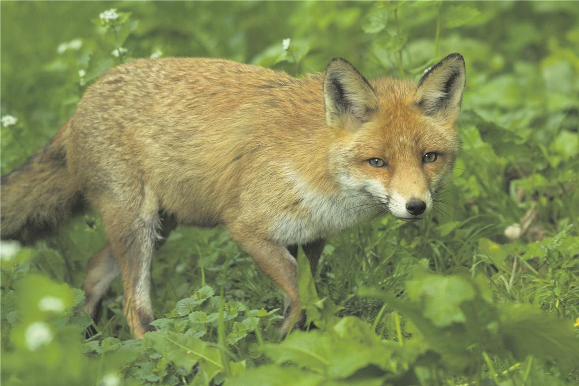 Fuchs jetzt als Angreifer nachgewiesen Das Tier, das einen Camper angegriffen hat, war ein Fuchs. Das haben genetische Untersuchungen jetzt ergeben. Foto: Imago