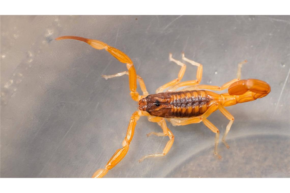 Das Tier hat sich laut Polizei sich in einem Holzhaufen befunden (Symbolbild).