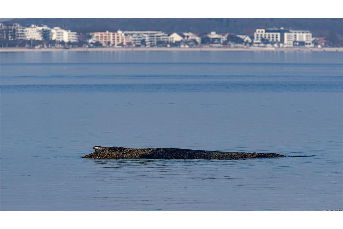 Das Tier ist in der Nacht auf eine Art Sandbank aufgeschwommen.