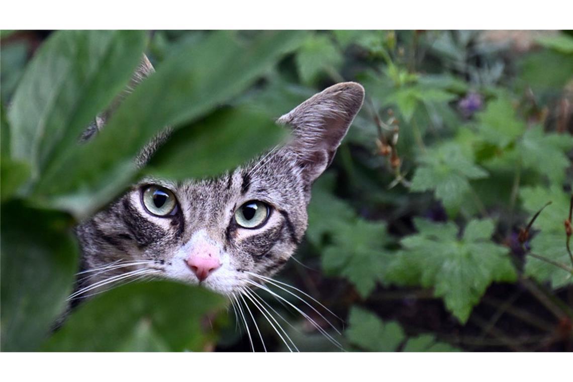 Das Tier sei am Dienstag in Wilhelmsdorf gefunden worden (Symbolbild).