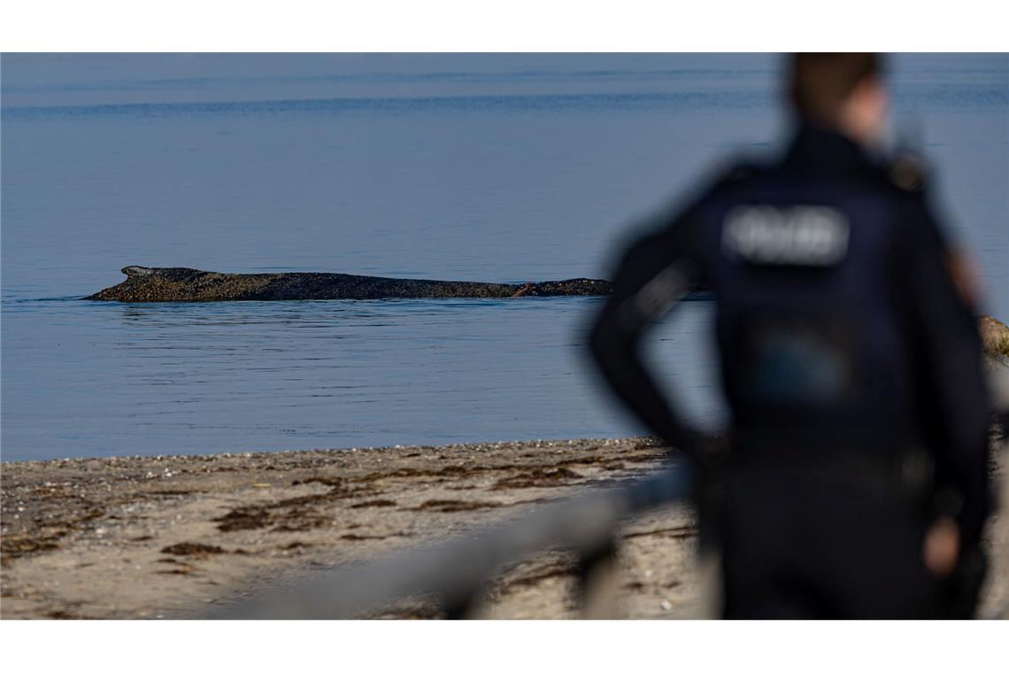 Gestrandeter Wal in der Ostsee: Rettungsversuch mit Boot