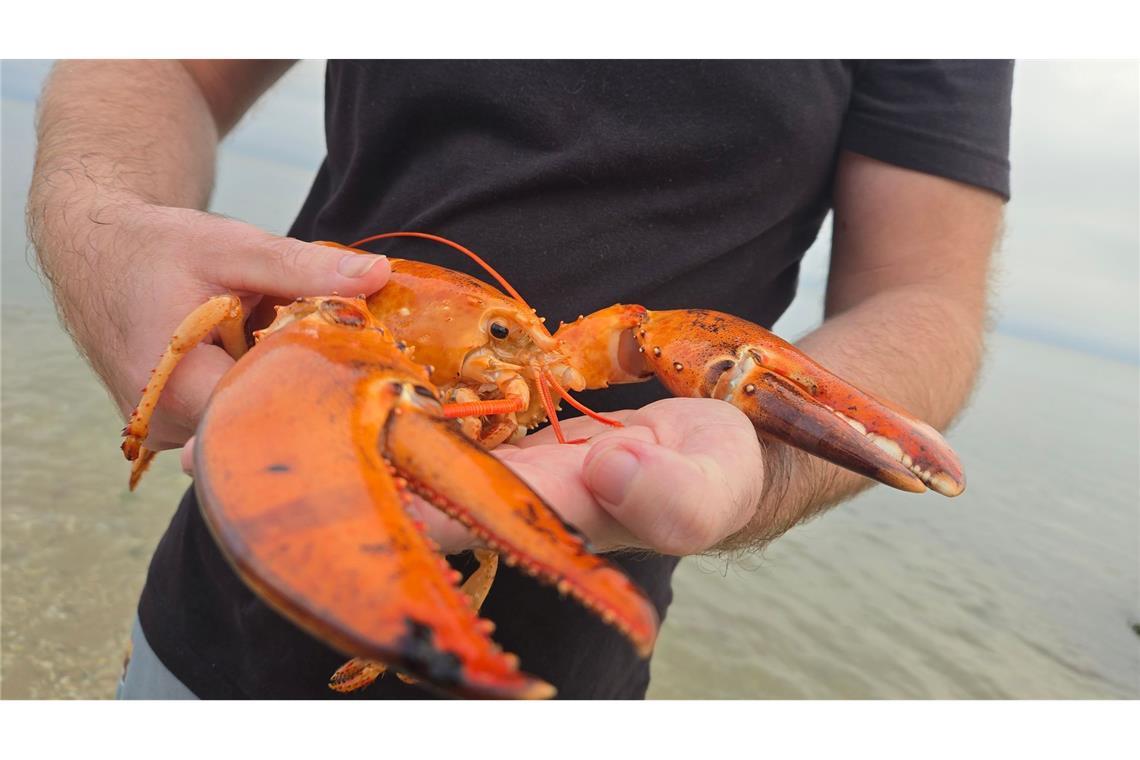 Seltener orangefarbener Hummer aus Supermarkt gerettet Das Tier wurde in einem Supermarkt im US-Bundesstaat New York gefunden und gerettet.