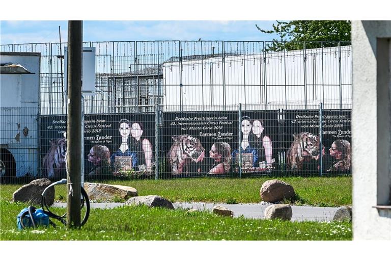 Das Tigergehege genügt laut Behörden nicht den Anforderungen. (Archivbild)