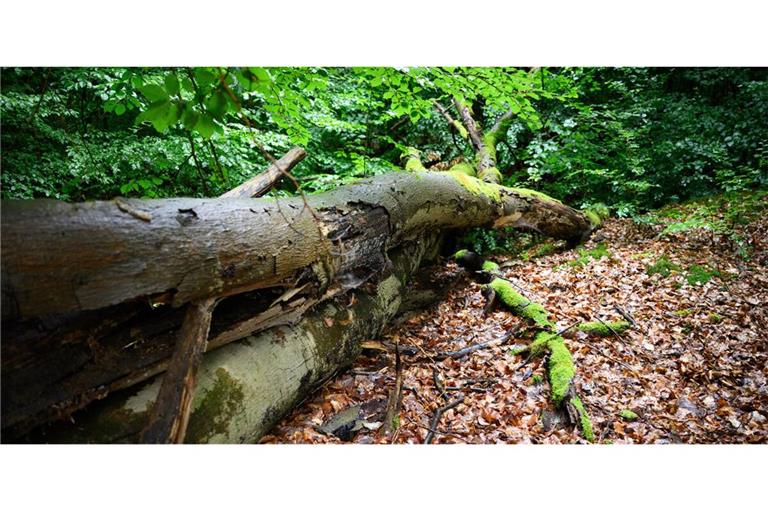 Das Umstürzen von Bäumen ist laut Gesetz eine „wald-typische Gefahr“ (Symbolbild). Wer in den Wald geht, muss darauf gefasst sein, dass etwas passieren kann.