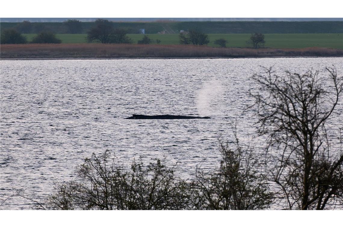 Das Umweltministerium Mecklenburg-Vorpommern hat entschieden, den Wal vor der Insel Poel weiter in Ruhe zu lassen. (Archivbild)