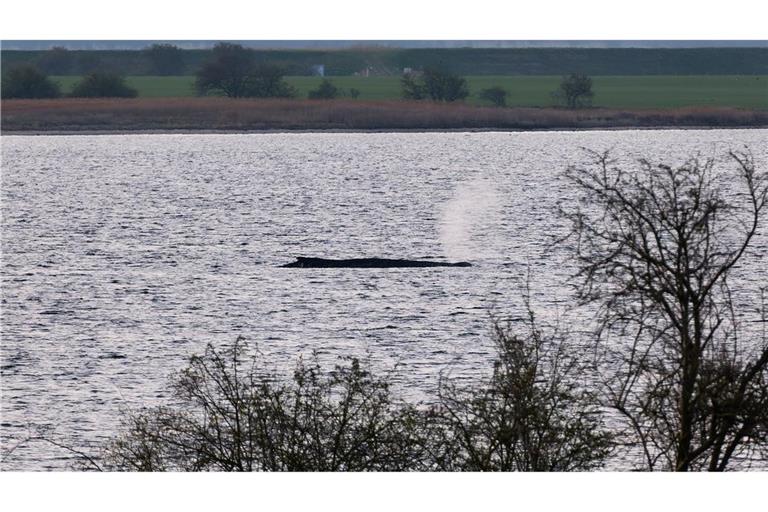 Das Umweltministerium Mecklenburg-Vorpommern hat entschieden, den Wal vor der Insel Poel weiter in Ruhe zu lassen. (Archivbild)