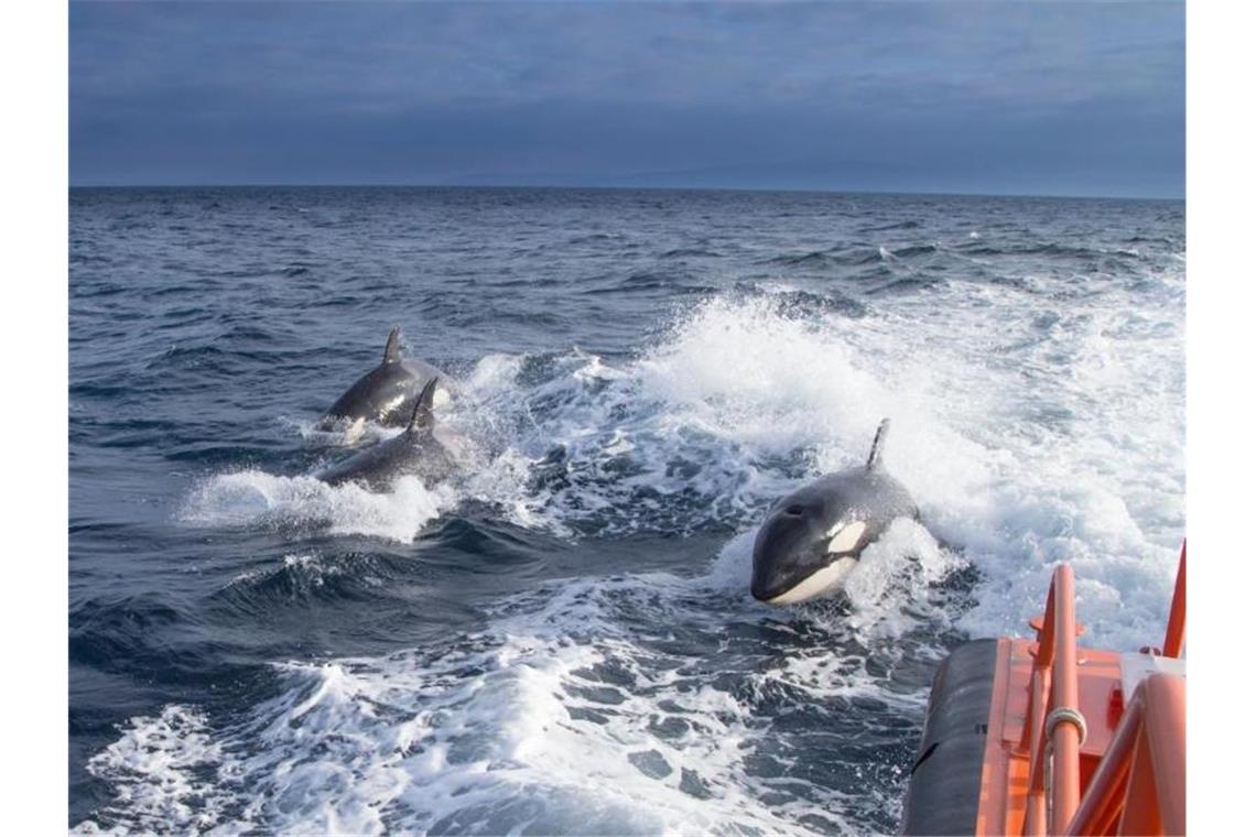 Das undatierte Foto, das vom spanischen Ministerium für Verkehr, Mobilität und städtische Agenda zur Verfügung gestellt wurde, zeigt drei Schwertwale, die neben einem Seenotrettungsboot schwimmen. Foto: Ministerium für Verkehr, Mobilität und städtische Agenda /dpa