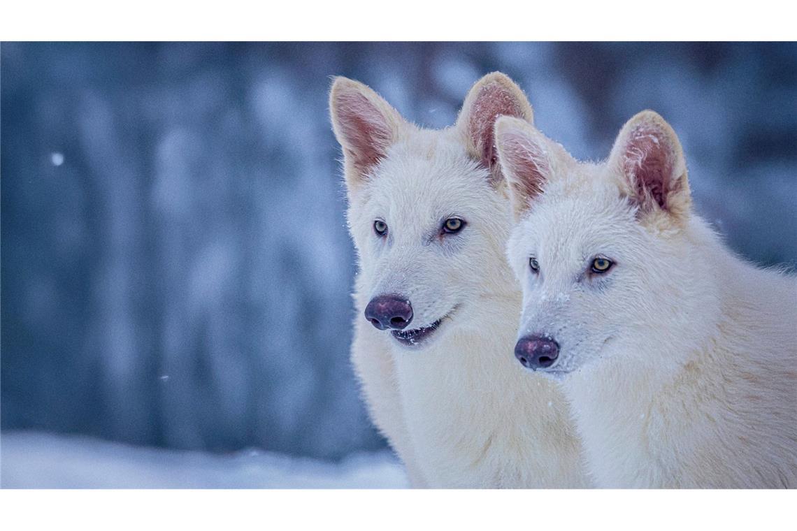Labor-Kreatur: Grauwolf mit ein paar Schattenwolf-Genen Das undatierte Foto zeigt die beiden Rüden Romulus und Remus im Alter von drei Monaten.