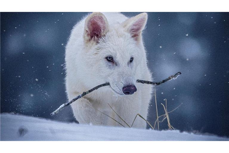 Das undatierte Foto zeigt einen jungen Wolf, der genetisch so verändert wurde, dass er Ähnlichkeiten mit dem ausgestorbenen Schattenwolf aufweist.