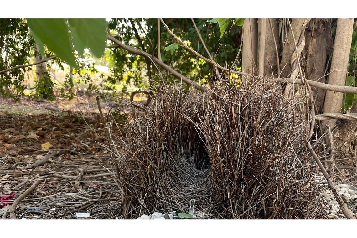 Das ungewöhnliche Balzverhalten von Laubenvögeln ist weltbekannt.