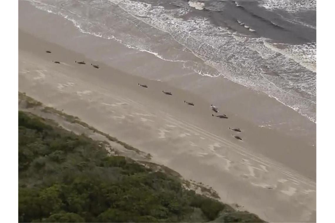 Das Videostandbild zeigt zahlreiche gestrandete Wale entlang der Küste nahe der abgelegenen Westküstenstadt Strahan (bestmögliche Qualität). Foto: -/Australian roadcast Corporation/AP/dpa