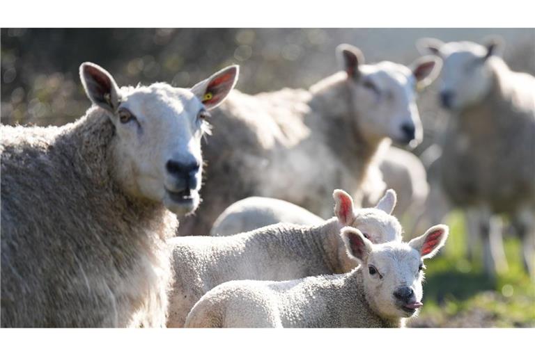 Das Virus bei einem Schaf in der Grafschaft Yorkshire entdeckt. (Symbolbild)  