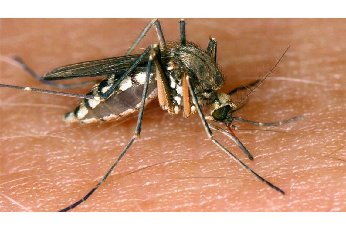 Das Virus wird durch Stechmücken übertragen und gilt in Mitteleuropa als importierte Reiseinfektion. Aufgrund seines Übertragungsweges wird es der epidemiologischen Gruppe der Arboviren zugerechnet. 