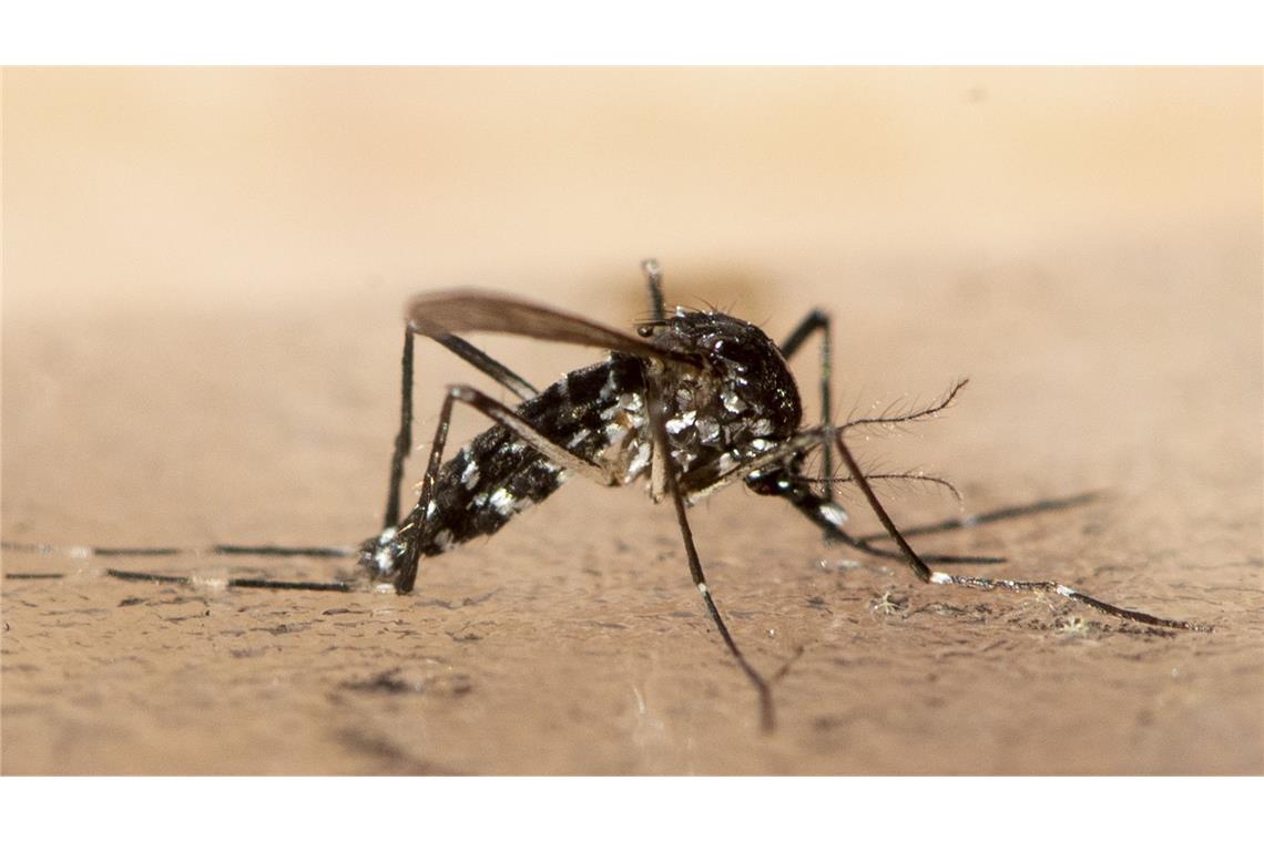 Chikungunya-Virus breitet sich weiter in China aus Das Virus wird von Mücken übertragen.