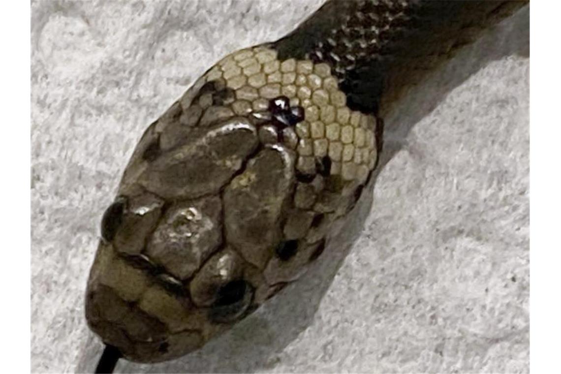 Australier findet Schlange im Salat Das vom Wildlife Information, Rescue and Education Service (WIRES) zur Verfügung gestellte Foto zeigt eine blassköpfige Schlange (Pale-headed Snake). Foto: Gary Pattinson/WIRES/AP/dpa