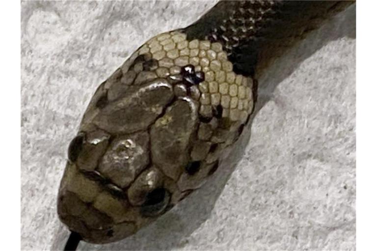Das vom Wildlife Information, Rescue and Education Service (WIRES) zur Verfügung gestellte Foto zeigt eine blassköpfige Schlange (Pale-headed Snake). Foto: Gary Pattinson/WIRES/AP/dpa