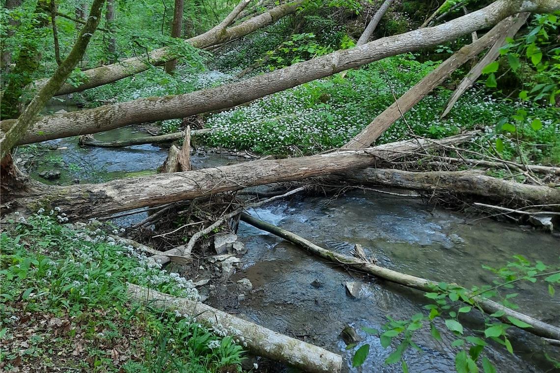 Das Waldrefugium befindet sich auf Gemarkung Burgstetten. Die Wildheit ist gewollt.