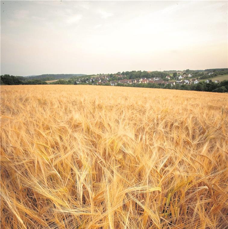 Ein Juni mit reichlich Sonnenschein Das warme Juniwetter lässt auf eine gute Getreideernte hoffen. Foto: A. Becher
