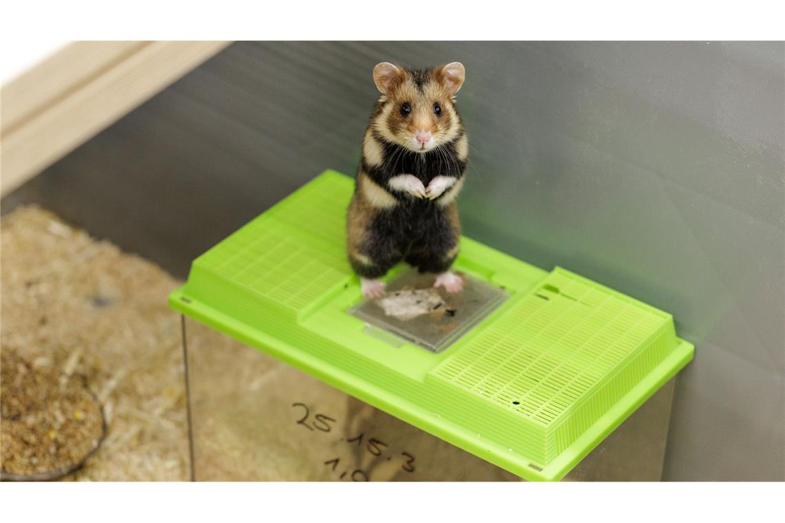 Das Weibchen ist auf die noch verschlossenen Behälter gesprungen. Sie bekundet damit ihr Interesse an dem Männchen.