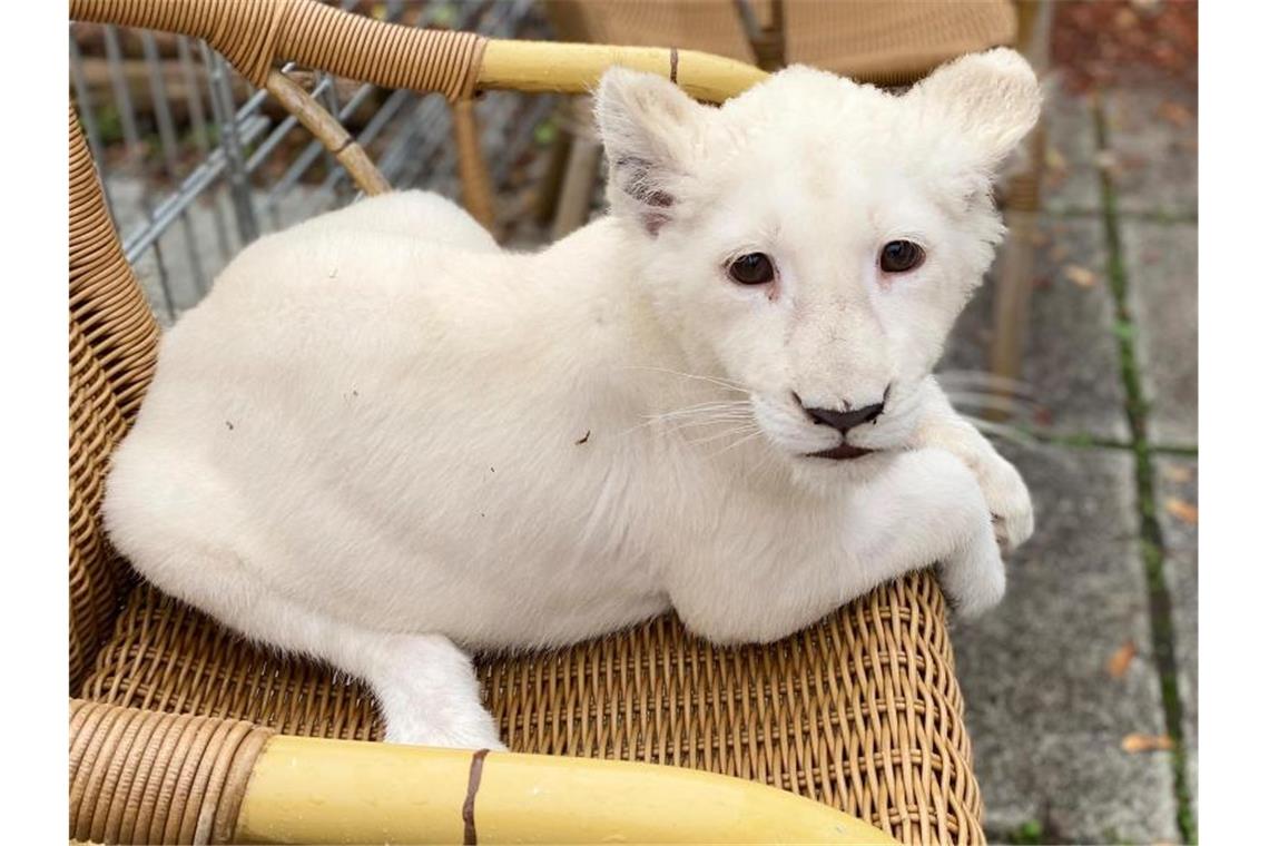 Das weiße Löwenbaby liegt in einem Korbsessel. Foto: Reptilium Landau/dpa/Handout