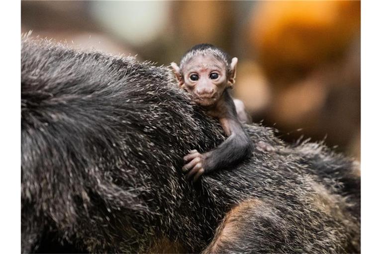 Das Weißkopfsaki-Baby Mana krallt sich im Fell seiner Mutter fest. Foto: Rolf Vennenbernd/dpa