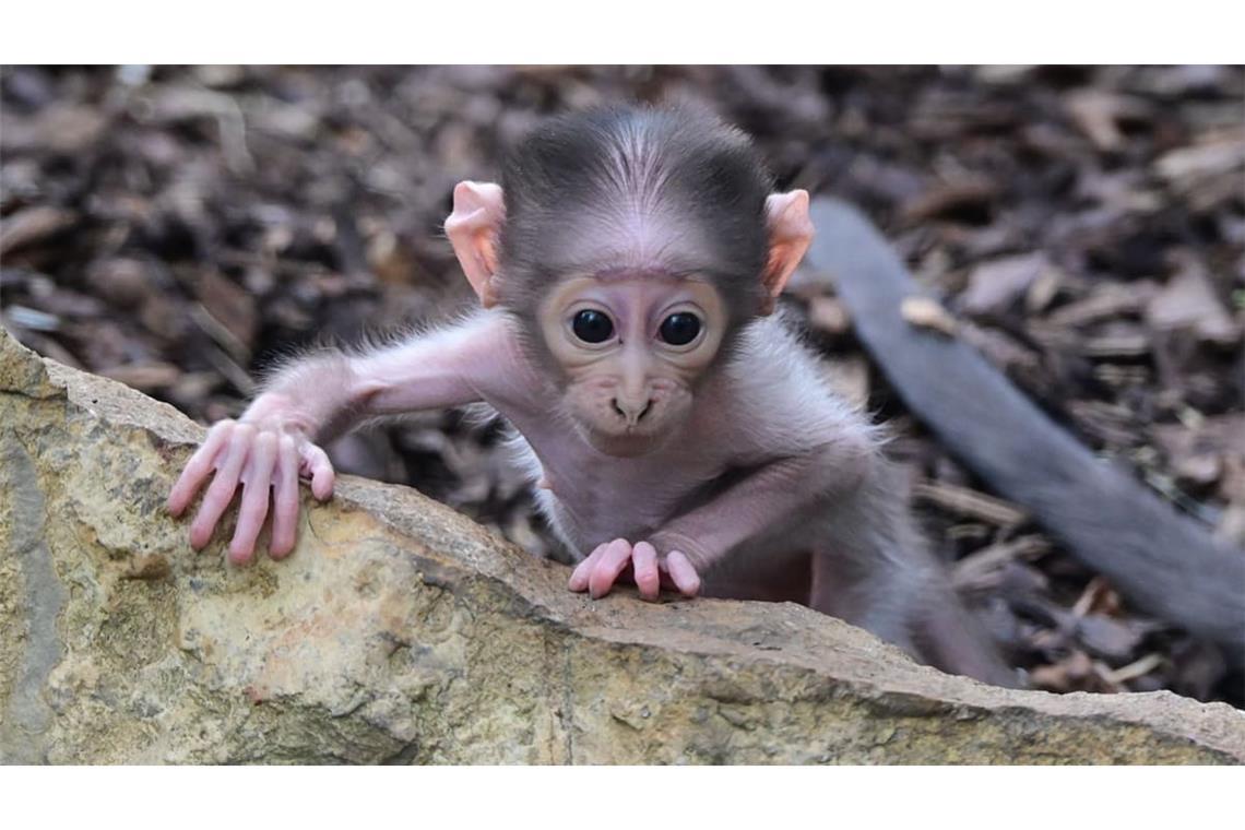 Das Weißscheitelmangaben-Mädchen entwickle sich gut und mache einen gesunden Eindruck, so der Zoo.