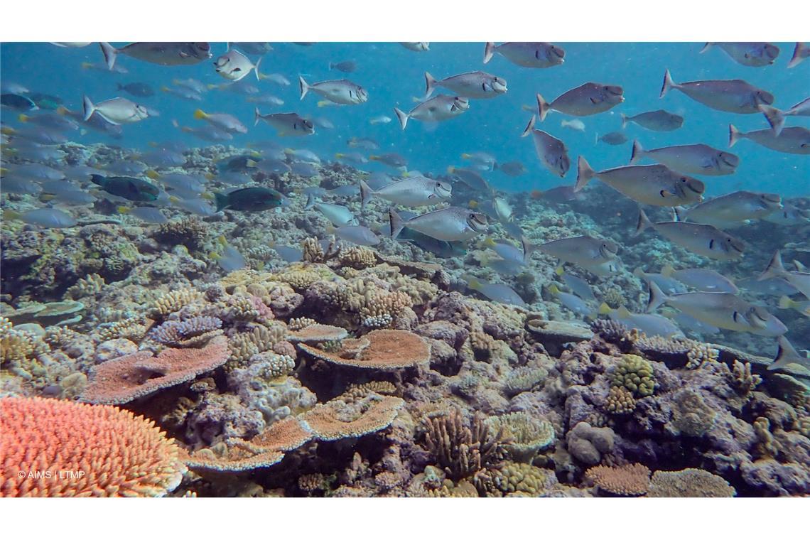 Riff am Limit: Great Barrier Reef verliert massiv Korallen Das weltgrößte Riff ist Heimat für rund 400 Korallenarten, etwa 1.500 Fischarten und zahllose weitere Meereslebewesen.