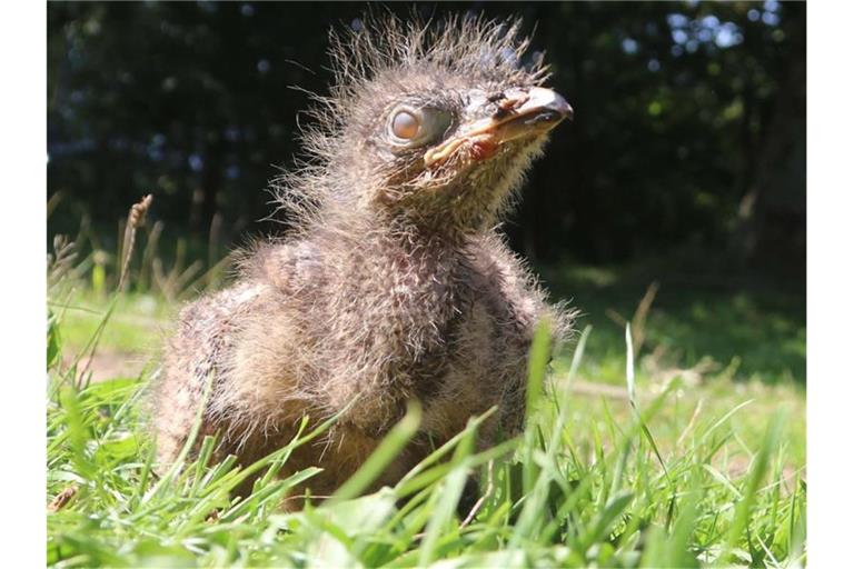 Das wenige Tage alte Seriema-Küken nimmt im Westküstenpark ein Sonnenbad. Foto: Wolfgang Runge
