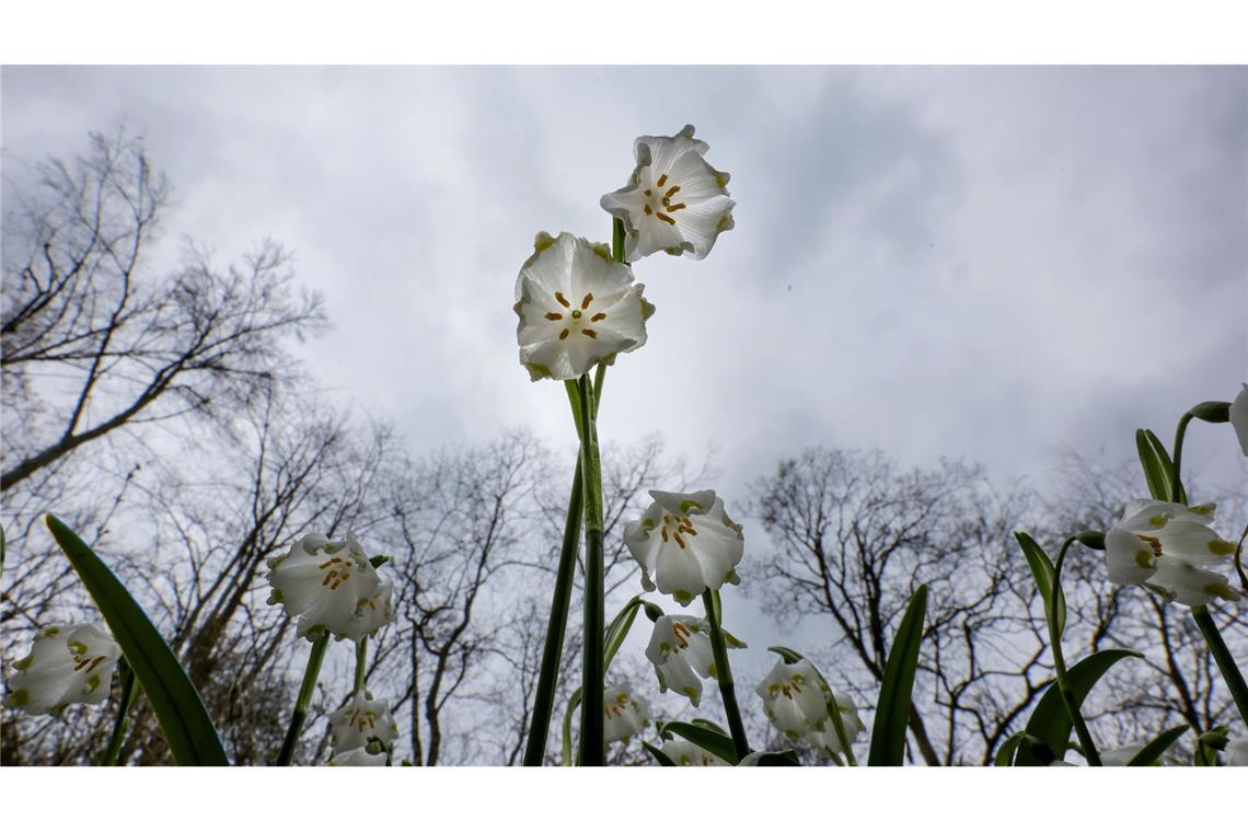 Das Wetter in Deutschland zeigt sich in den kommenden Tagen von seiner ungemütlichen Seite. (Symbolbild)